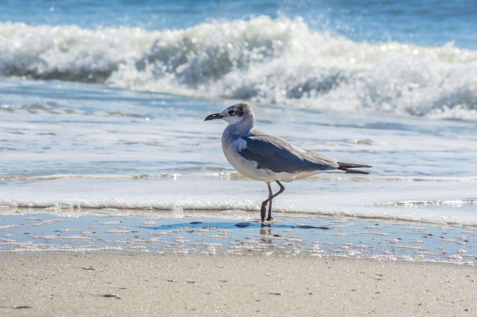 The Beach Is Only Steps Away Gulf Shores Eksteriør bilde